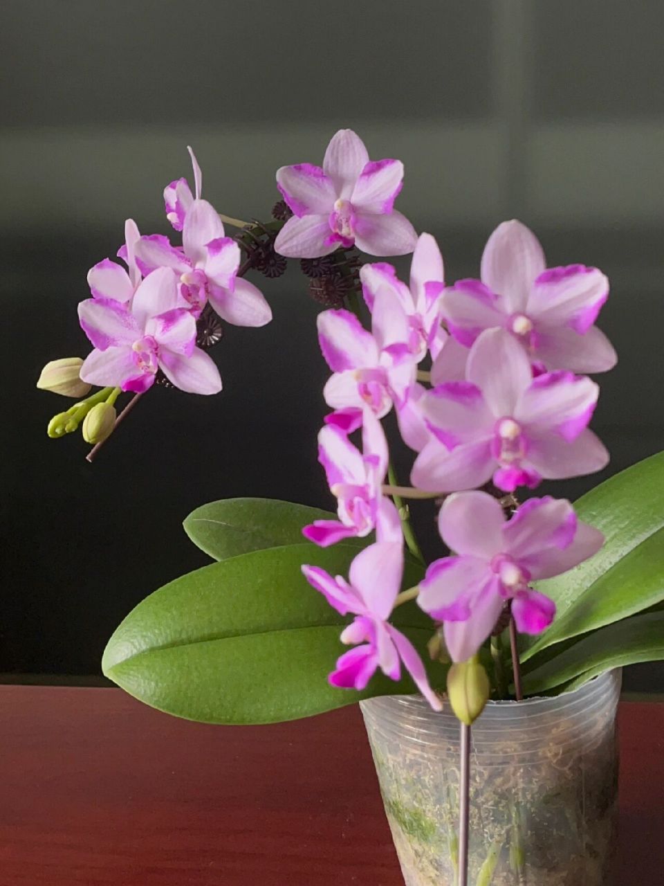 蝴蝶兰:紫水晶(双花剑凹造型版) 不愧是新手推荐的紫水晶 花期长 有