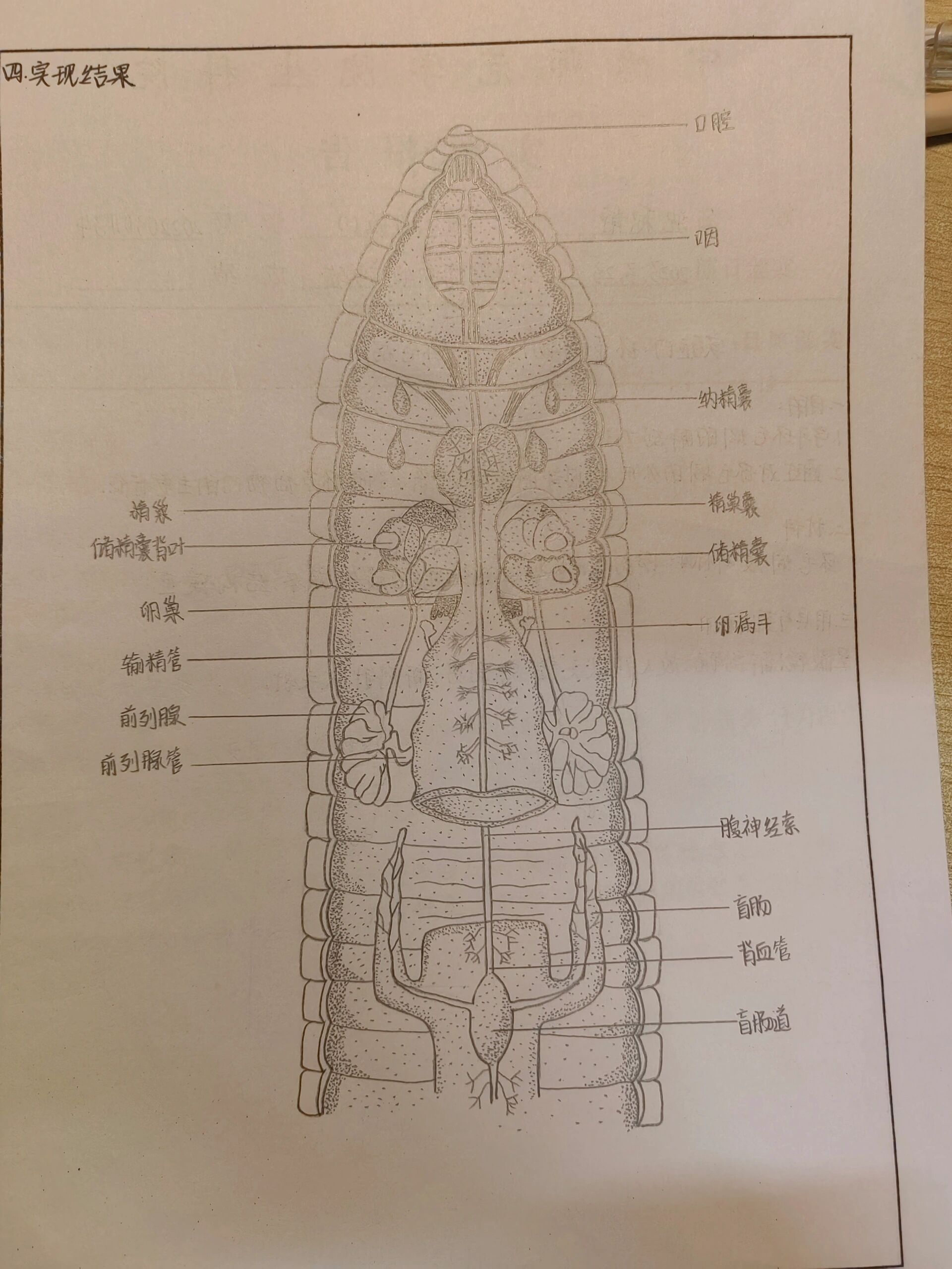 环毛蚓消化生殖系统解剖图