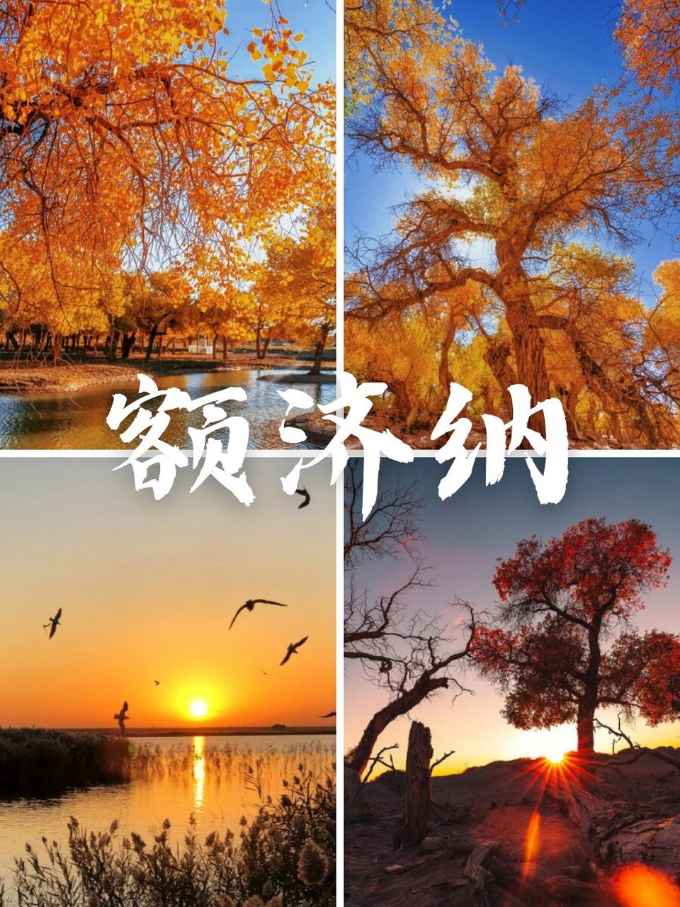 额济纳 | 金灿灿得就像是置身黄金世界04 内蒙额济纳的胡杨林简直就