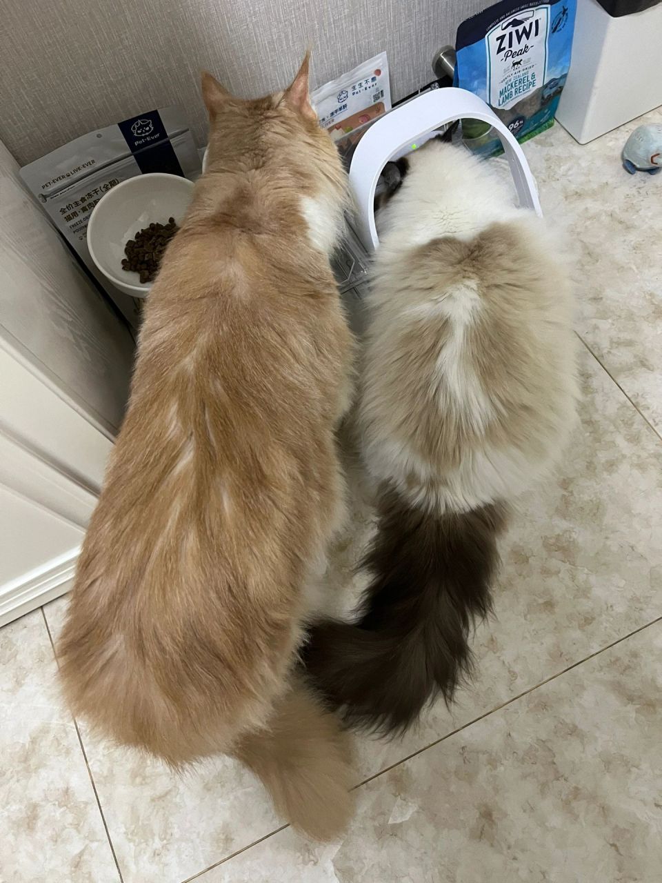 体型对比:缅因猫vs布偶猫 布偶妹妹是爆毛的状态哦,体重在5kg 缅因弟
