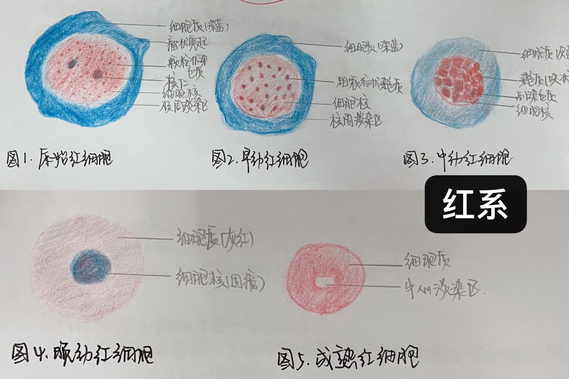 红蓝铅笔艺术家✏️ 总结一下血液学实验课画过的各系细胞!