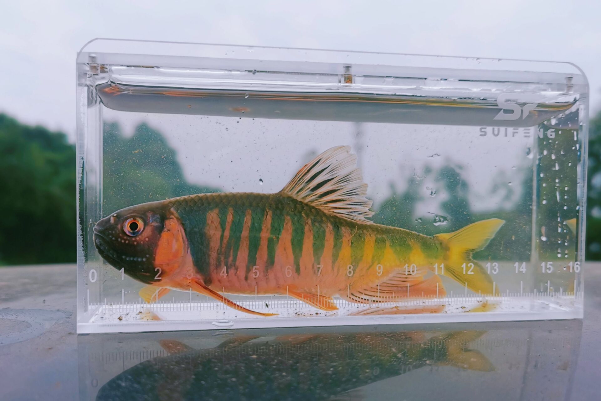 成都路亚 溪流解锁桃花鱼 晒一下午终于在晚口收获第一条桃花