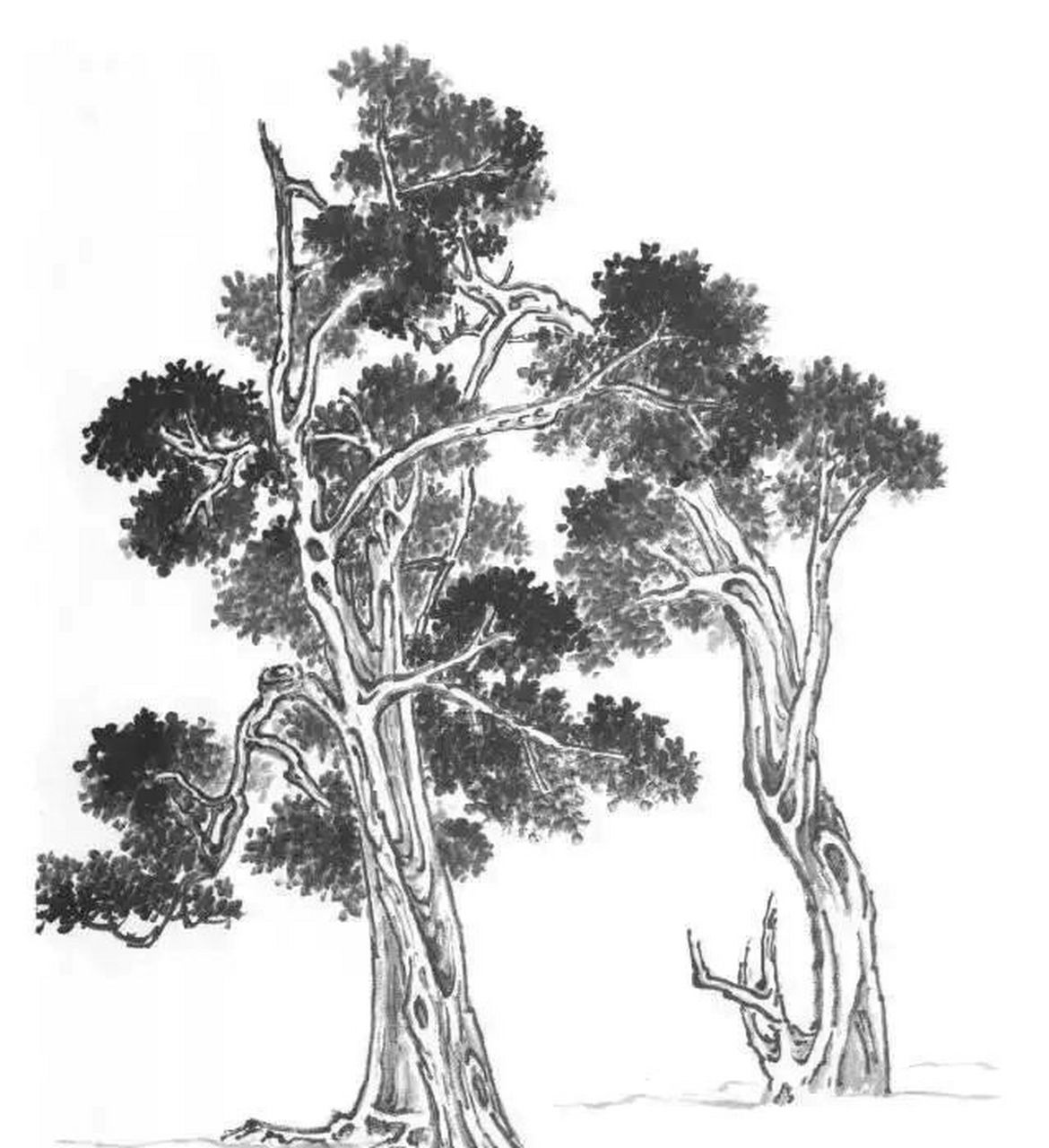 国画山水树的基本画法(1) 柏树具有苍劲古朴的气势.