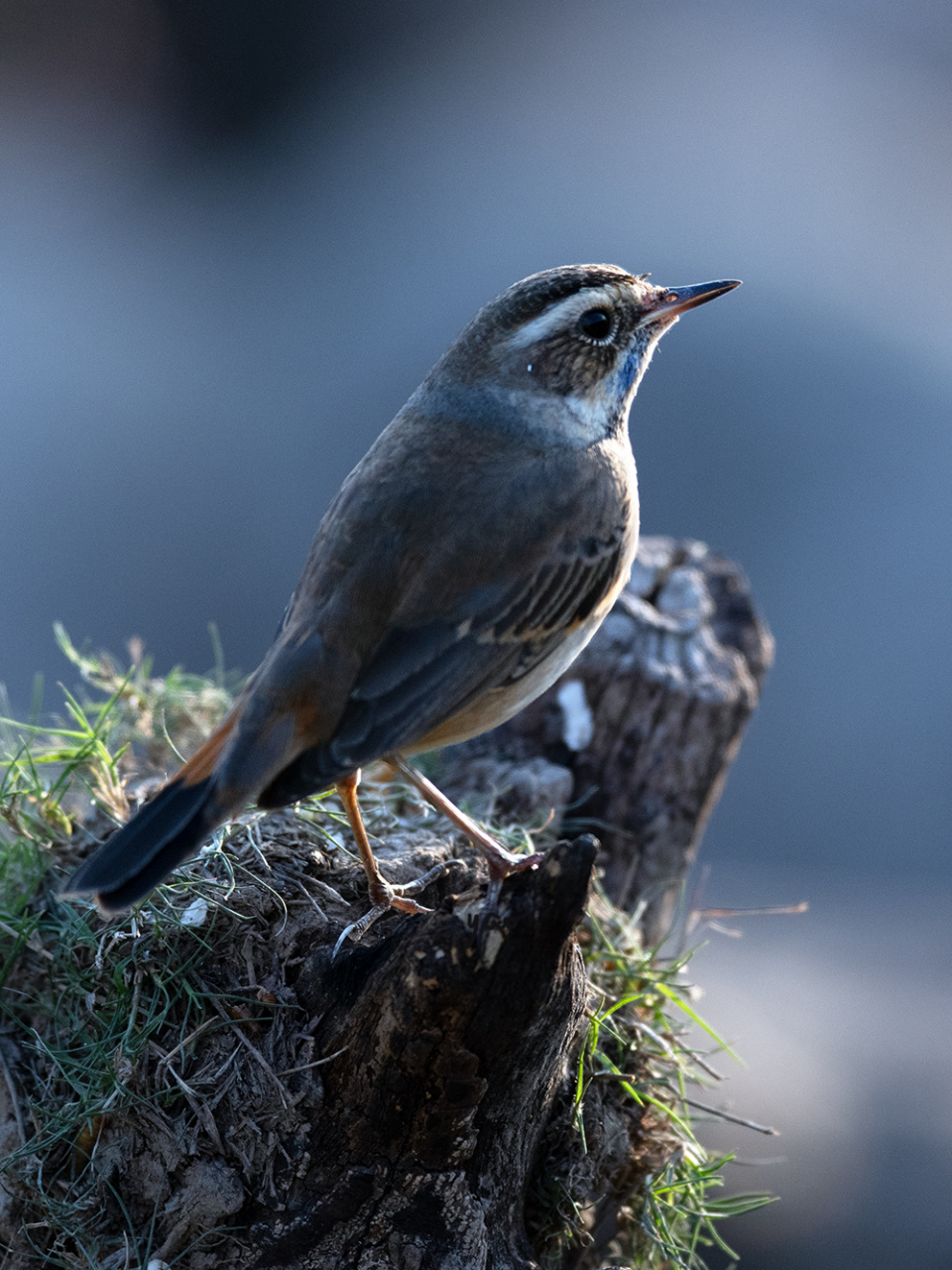 鸟中君子:蓝靛颏&红靛颏(016-017) 就是蓝喉歌鸲和红喉歌鸲,是雀形目
