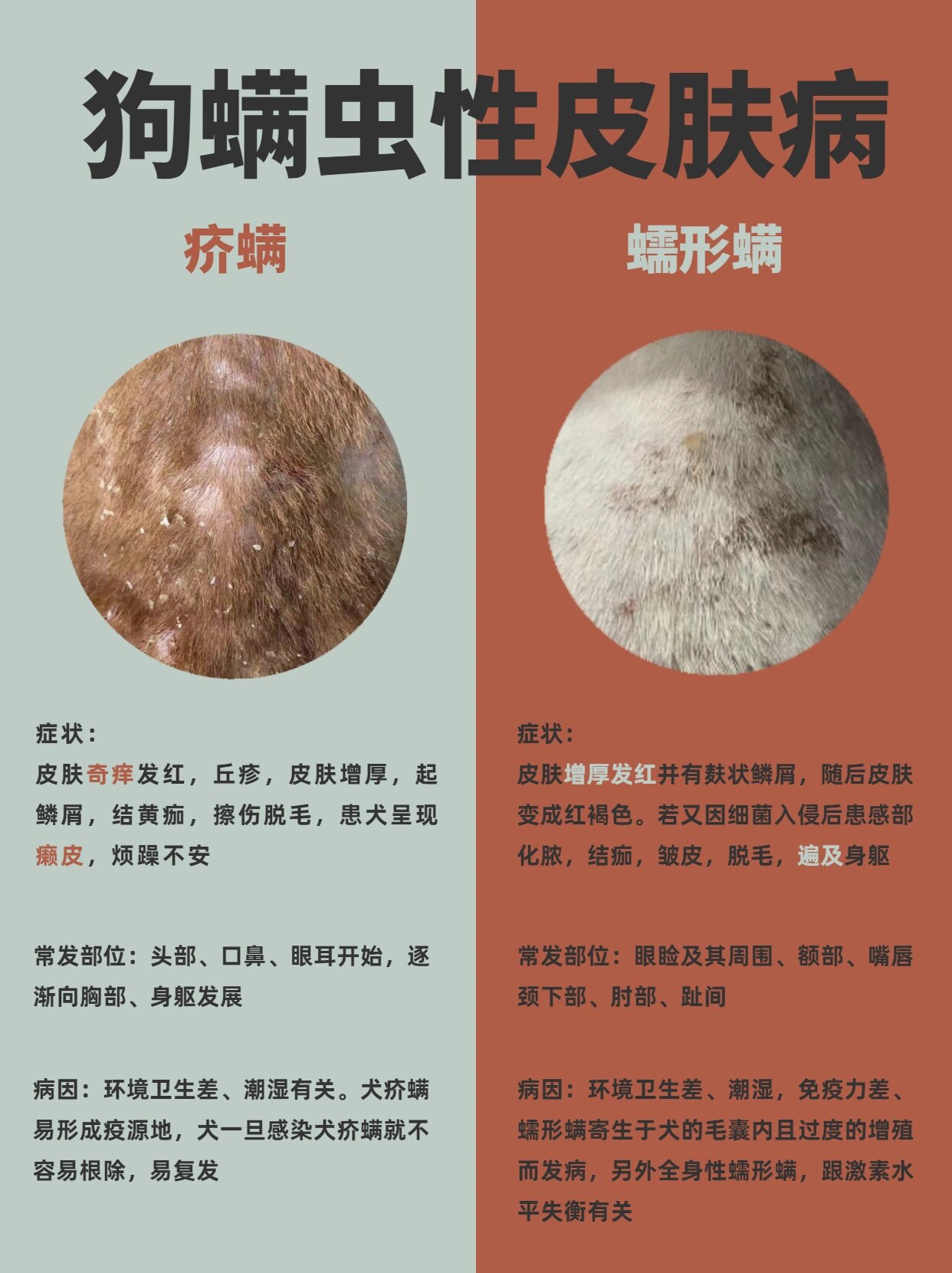 狗狗螨虫性皮肤病的区分