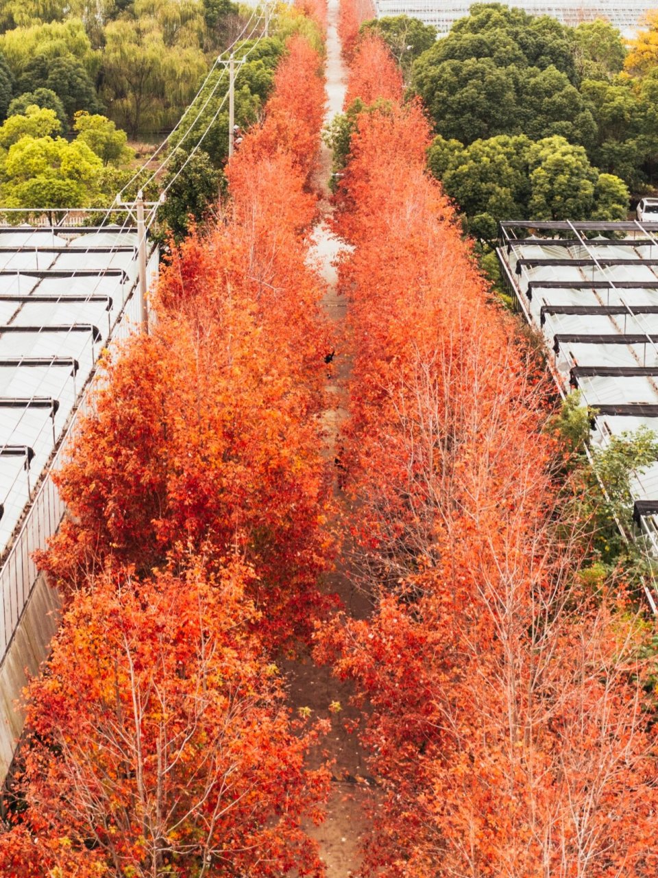 苏州每年这个季节 到处都是美景 这条位于阳澄半岛的宝藏红枫小道枫叶