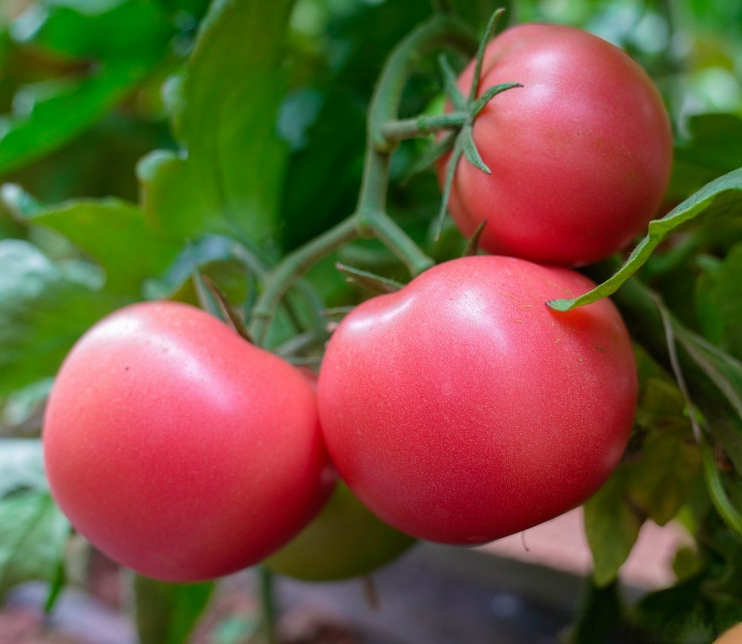 世界花园七彩云南##ip昆明大家说##ip晋宁大家说#【番茄喜丰收 农户