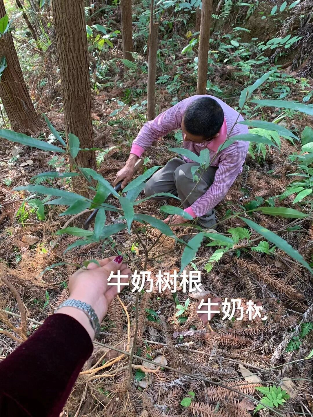 牛奶根的作用图片