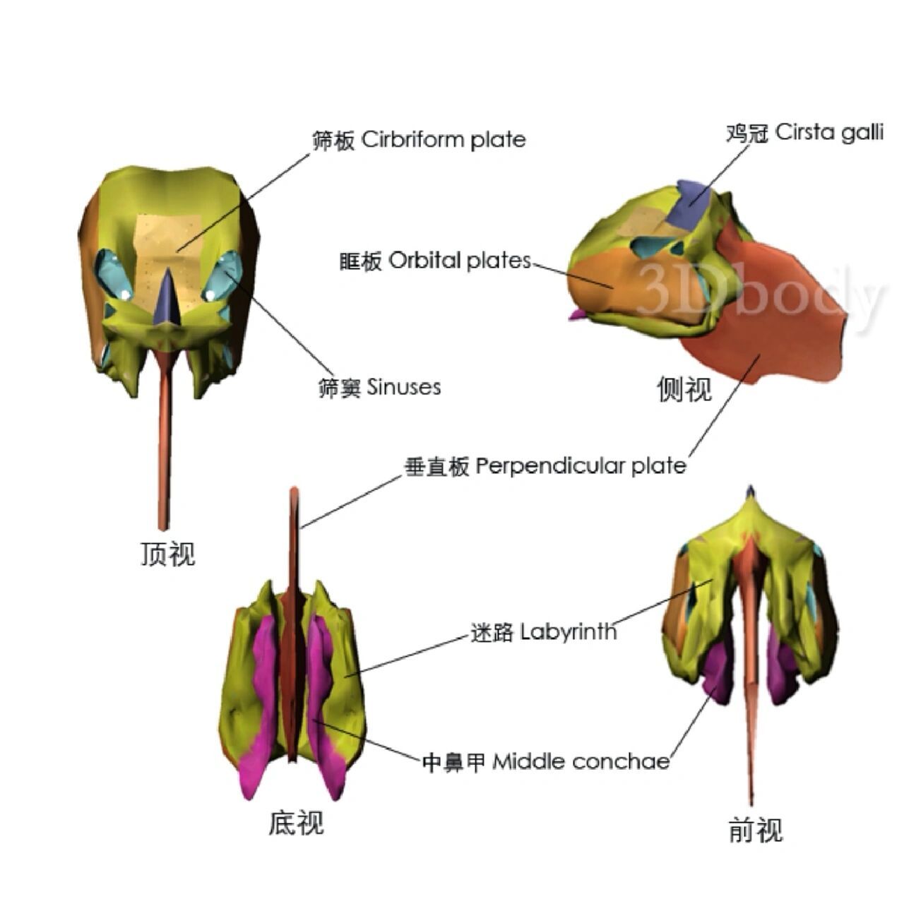 筛骨纸板解剖图片