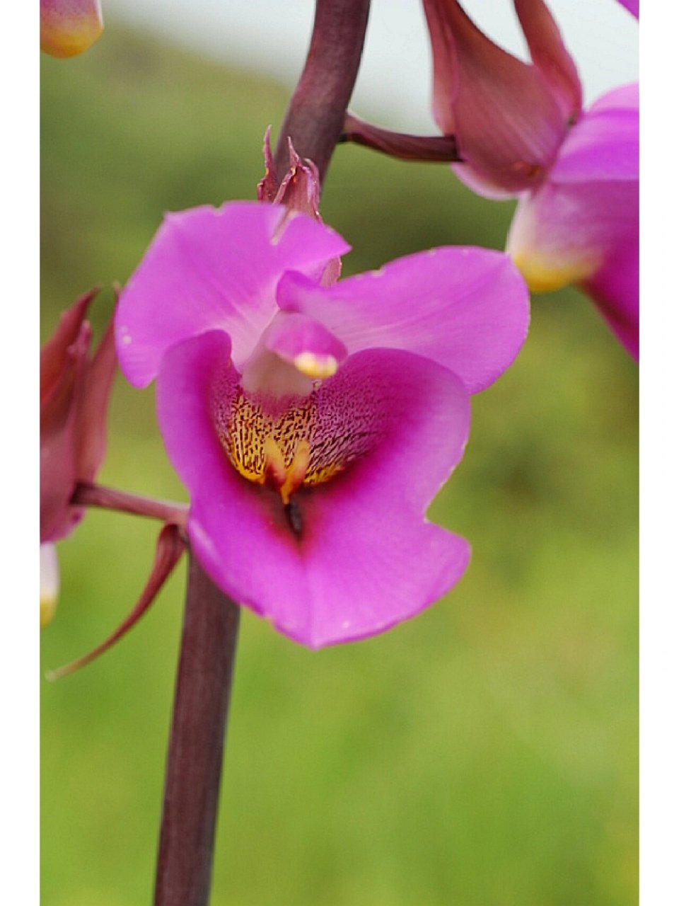 罩唇美冠兰 罩唇美冠兰 eulophia cucullata 美冠兰亚族—美冠兰属