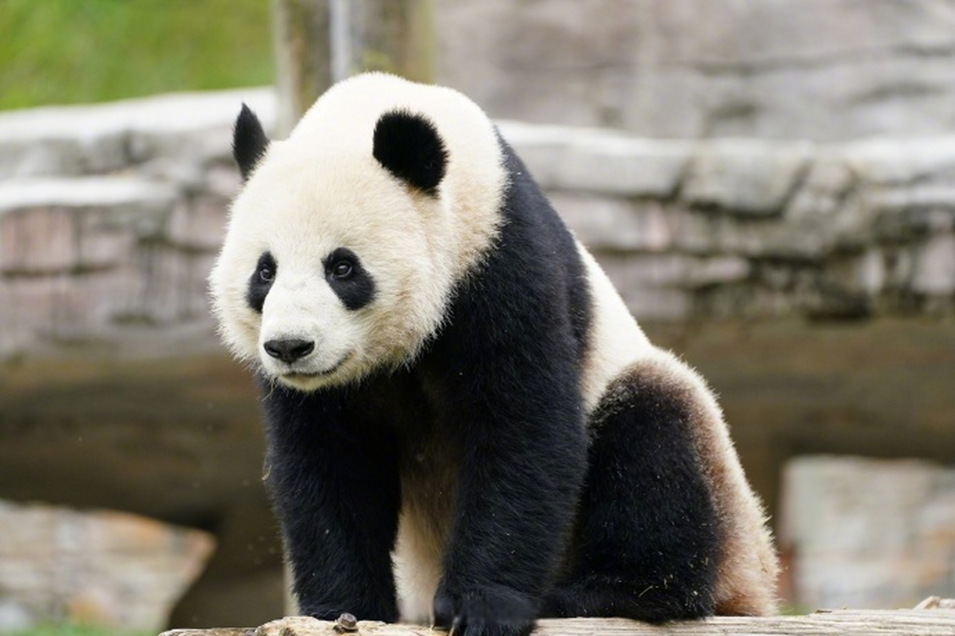 湖北文旅资讯#【#大熊猫武林和盟盟来武汉动物园了#】大熊猫来武汉了