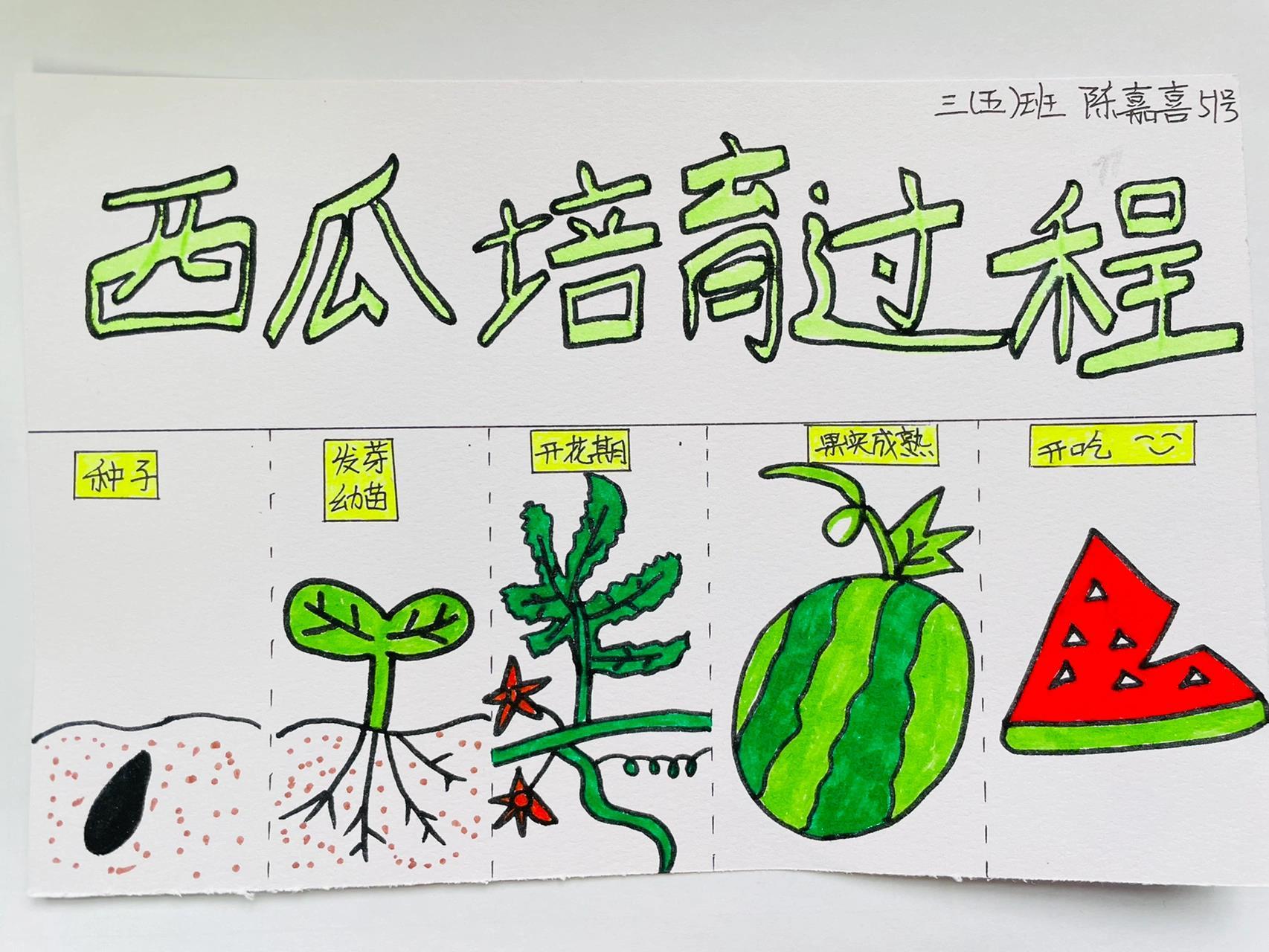 三年级孩子的手抄报《植物生长过程》97 献给3.