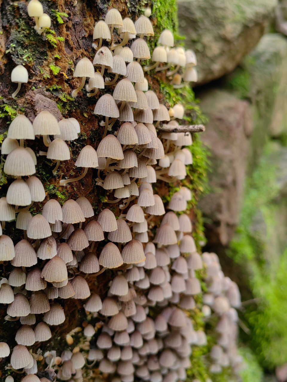 京郊徒步—密云桃源仙谷 90门票:45 99全程:12km ↗15爬升:800m