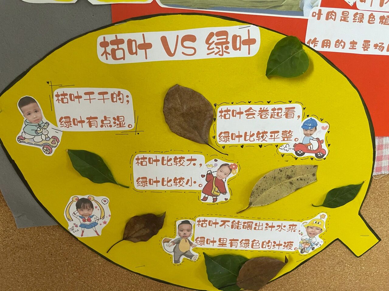中班树叶飘飘主题墙2 叶子的秘密 叶子展览会 美丽的叶脉#幼儿园秋天
