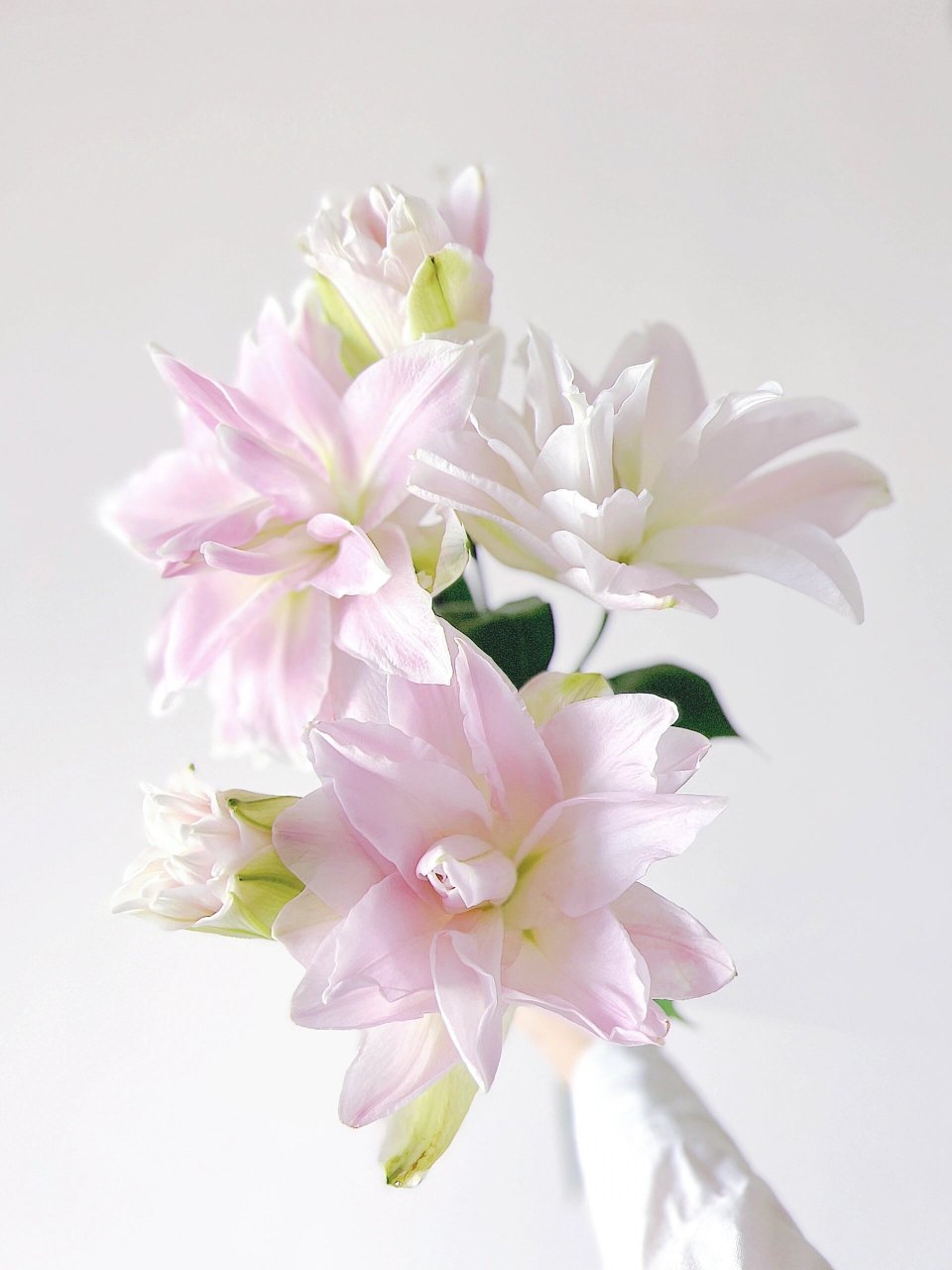 养护100种鲜切花:重瓣百合.