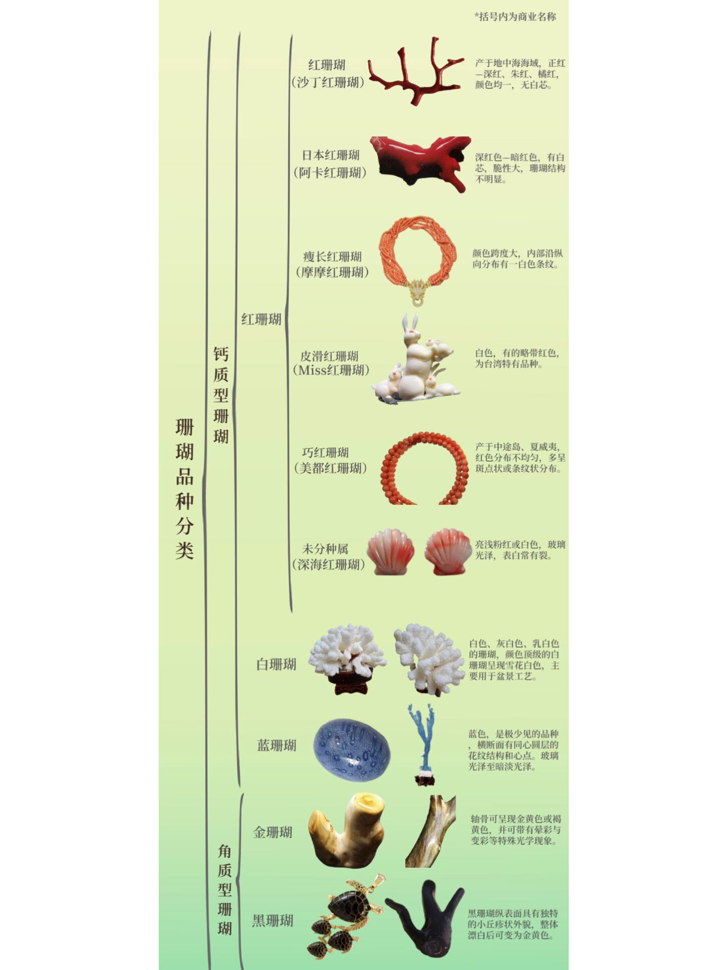 一张图了解珊瑚品种分类 珠宝首饰知识分享