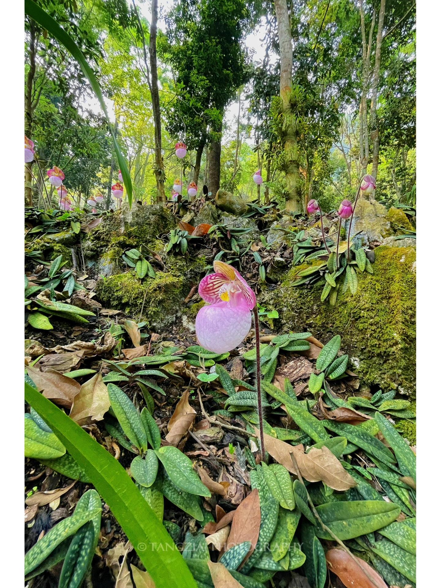 一眼万年的兰花 | 硬叶兜兰 paphiopedilum micranthum 兰科 | 兜兰属