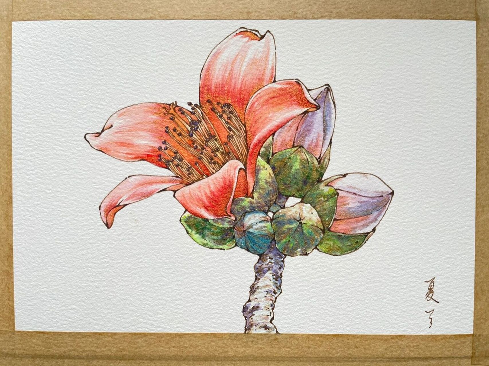 钢笔淡彩木棉花～水彩花卉～内有线稿～ 南方春天盛开的木棉～ 素材