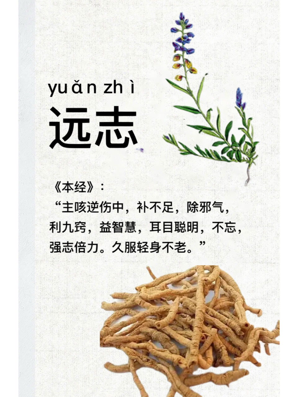 第24天:识《远志》 16615别名:苗名小草,细草,也叫棘菀,葽绕【时