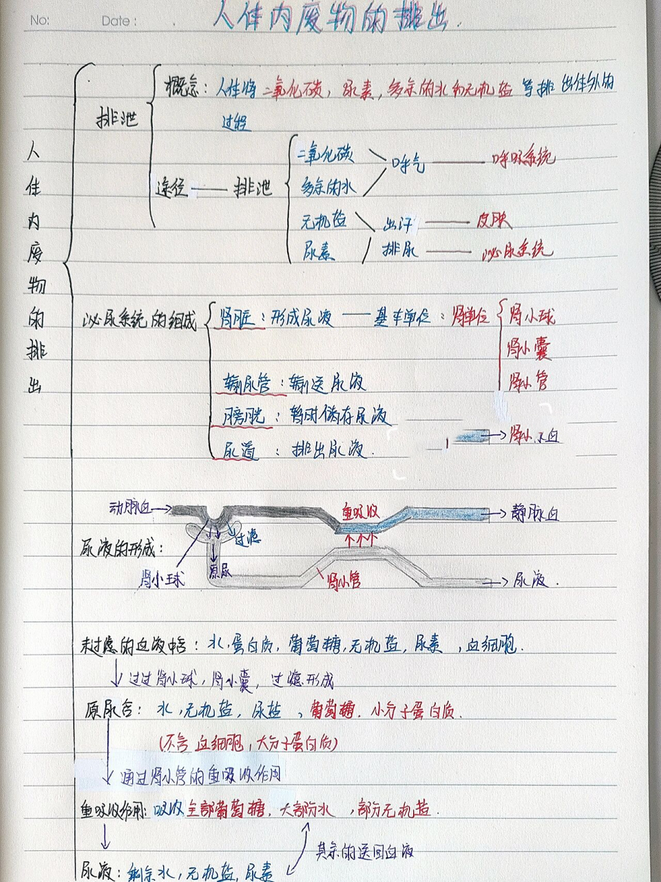 人体内的旅行思维导图图片