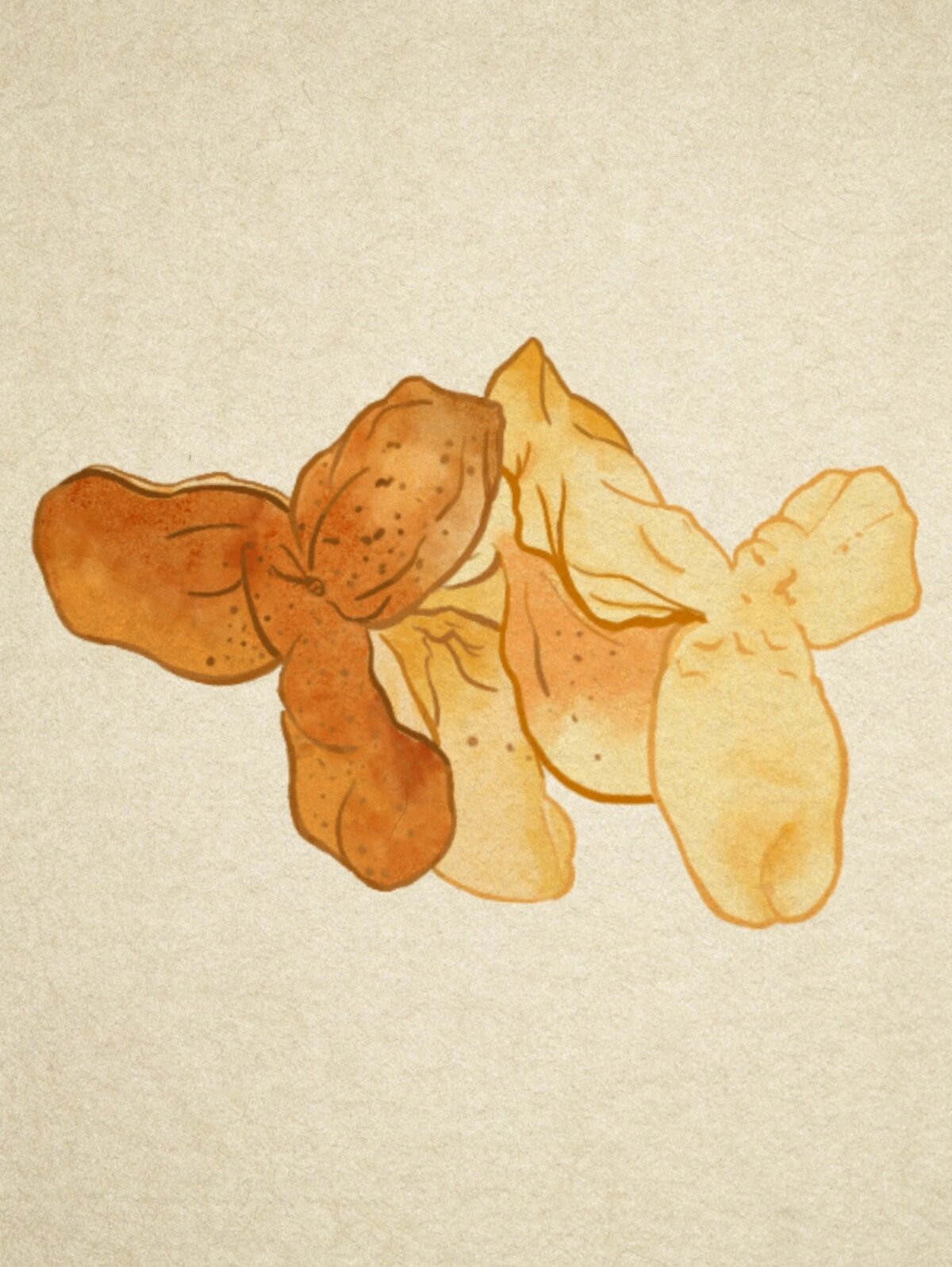 原创|中草药手绘 明信片——陈皮9192 百年养生精华,千年中医文化