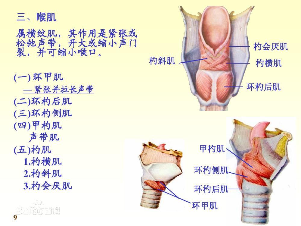 环状软骨位置图片