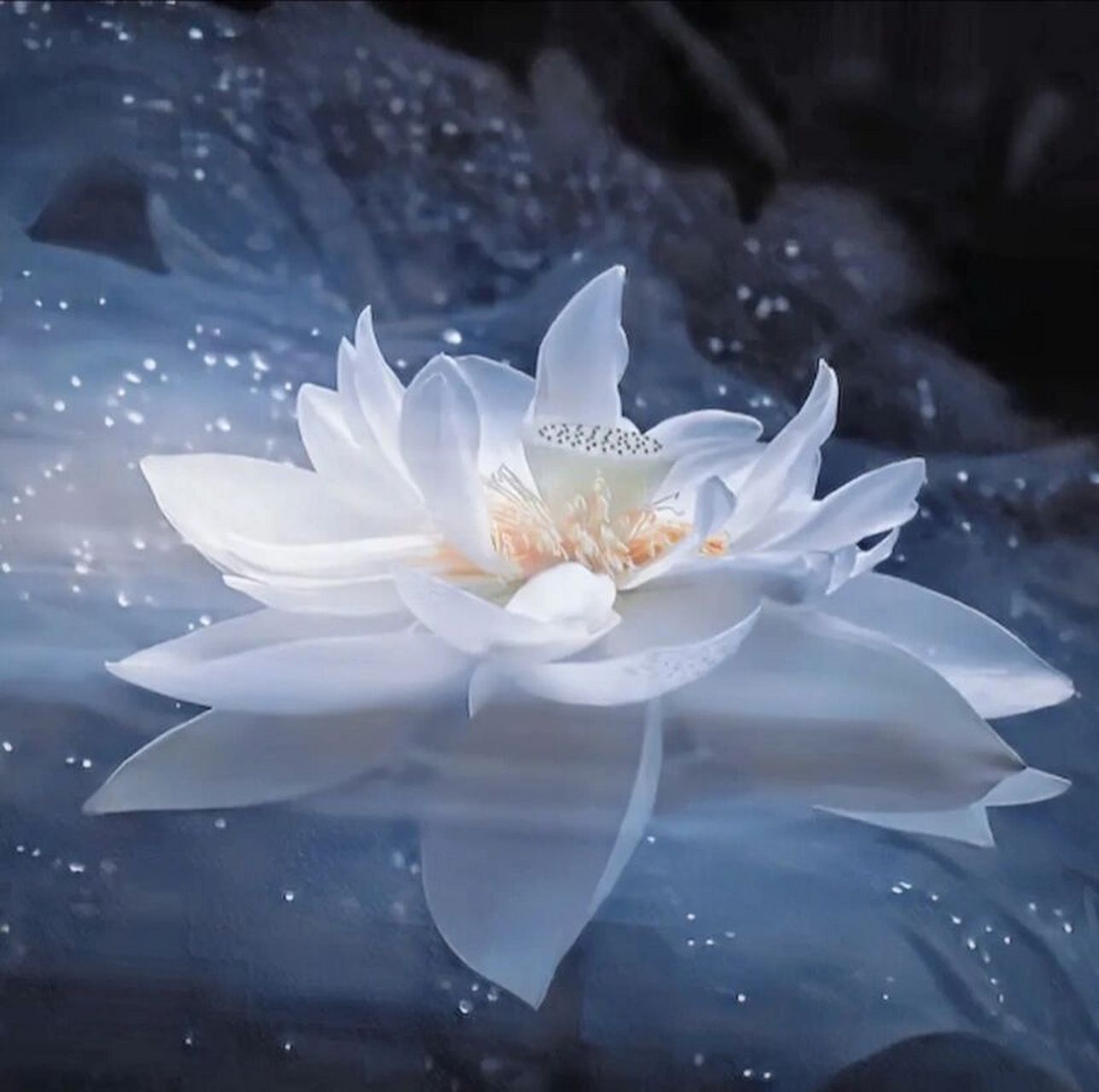 莲花头像   这莲花头像好好看,分享一下