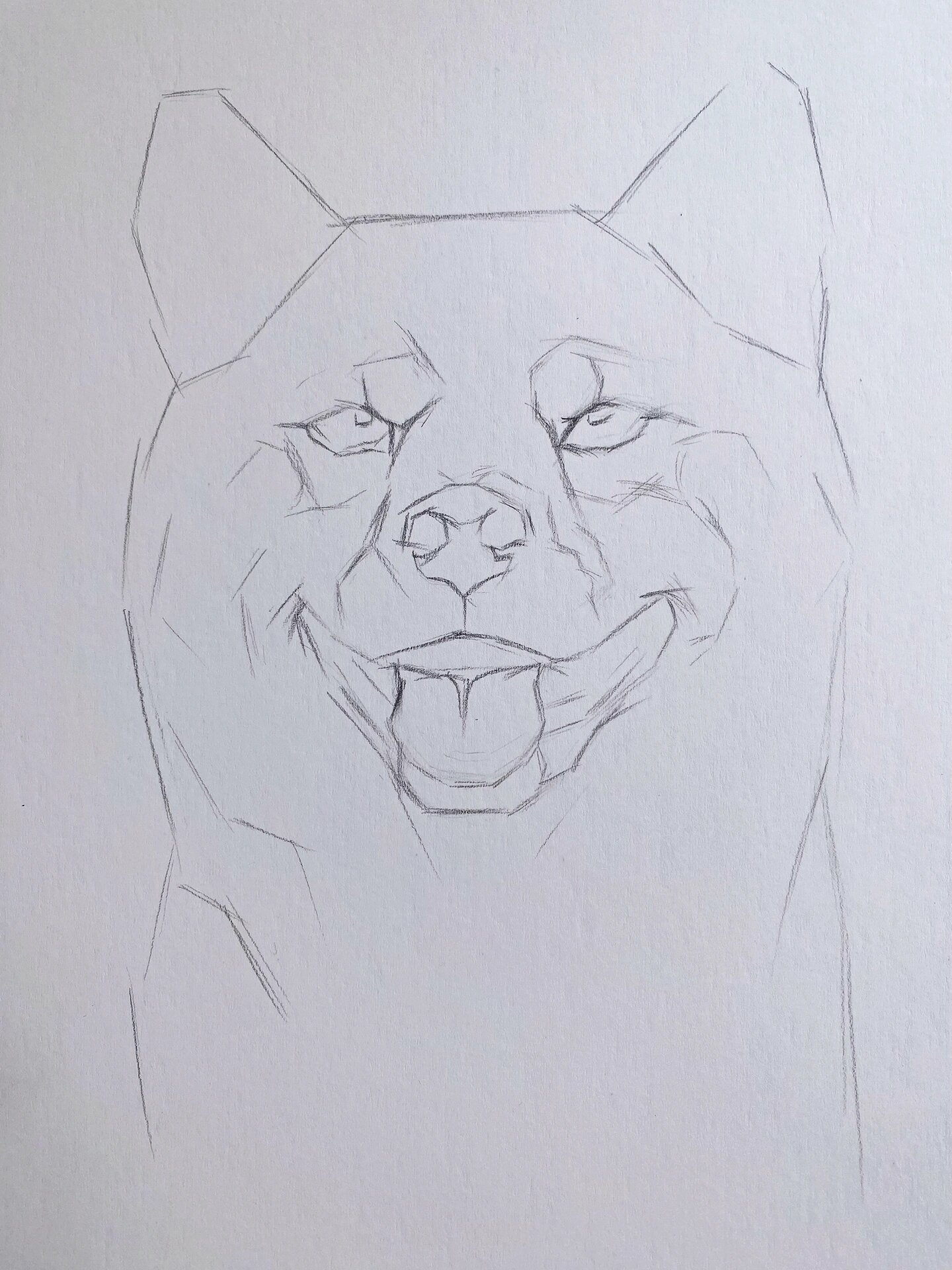 素描动物-柴犬 及一些作画步骤