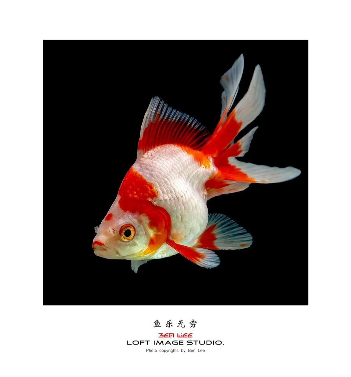 油画棒金鱼和素材 图片来源于小红书,之前存的忘记出处了