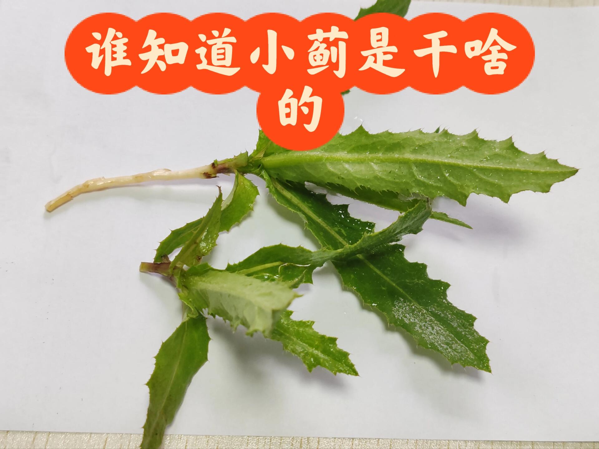 小蓟又名刺儿菜