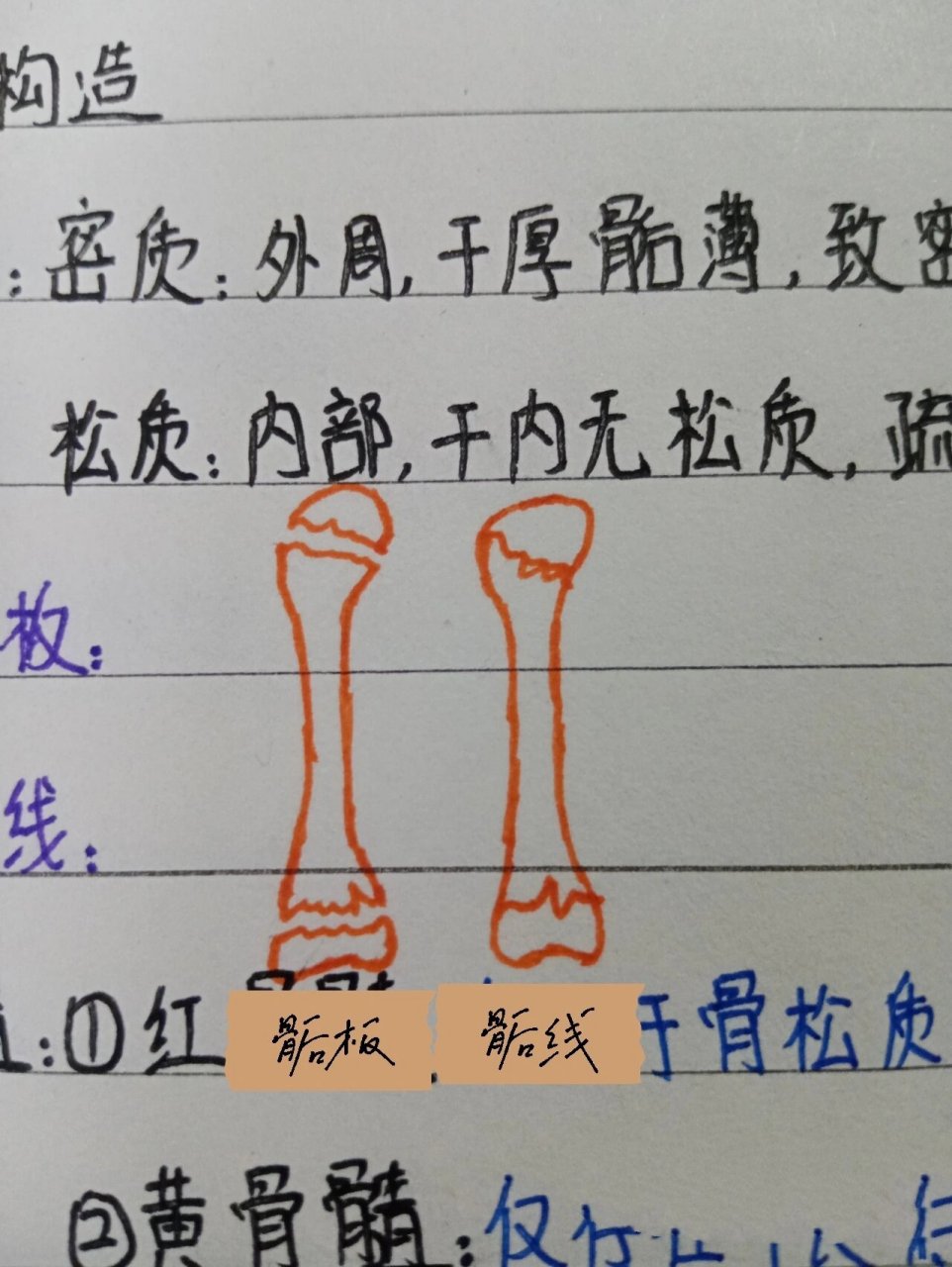 医学生笔记:骨学总论 🐟骨的形态 1.长骨2.短骨3.扁骨4.不规则骨 	 