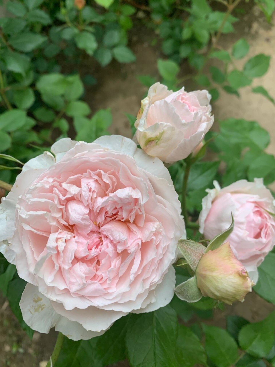 康斯坦茨,亚伯,谢莉尔,翠鸟,思念,海神王 今日的月季颜色都粉嫩粉嫩