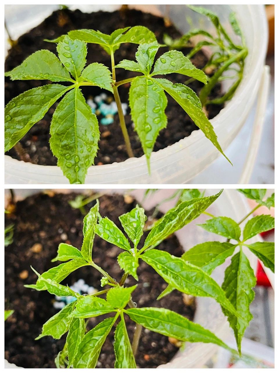 人参苗发芽记录 春暖花开~ 又到了一年一度播撒的季