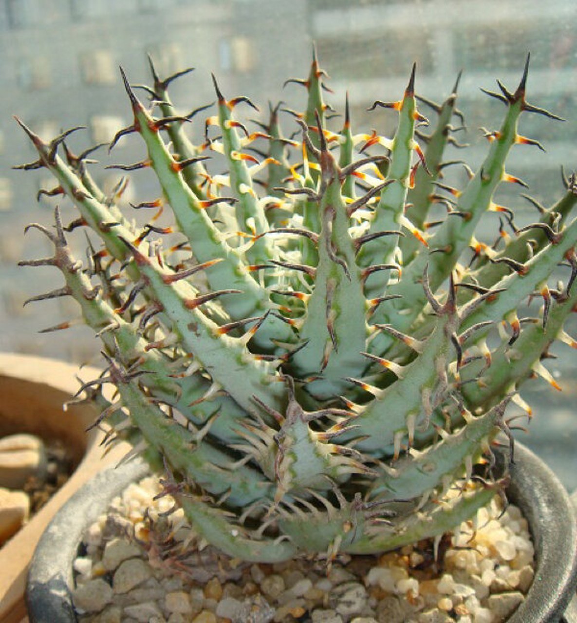 一生中要经历三次"变化"的芦荟-黑魔殿 这里说的变化是他的刺的颜色