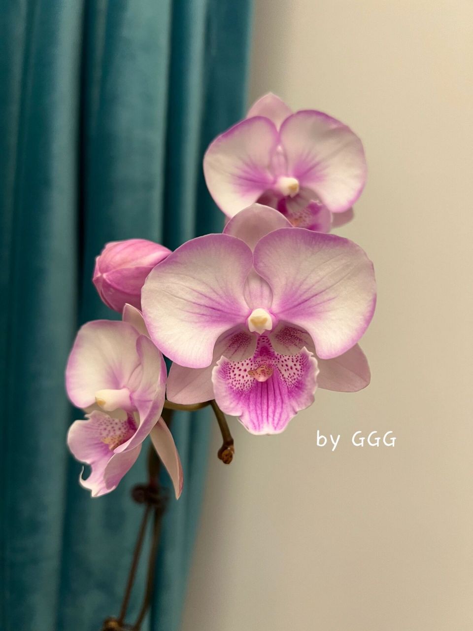 分享|烟火蝴蝶兰 去年4月份入的1.7(9011.