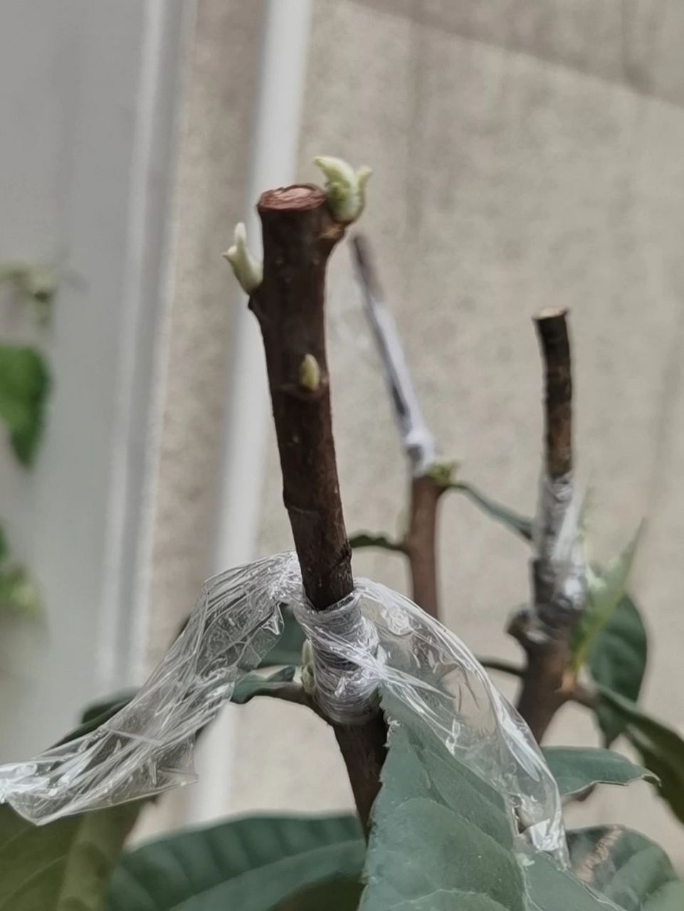 快夸夸我 自己第一次嫁接的枇杷树居然成功了 快夸夸我 #枇杷