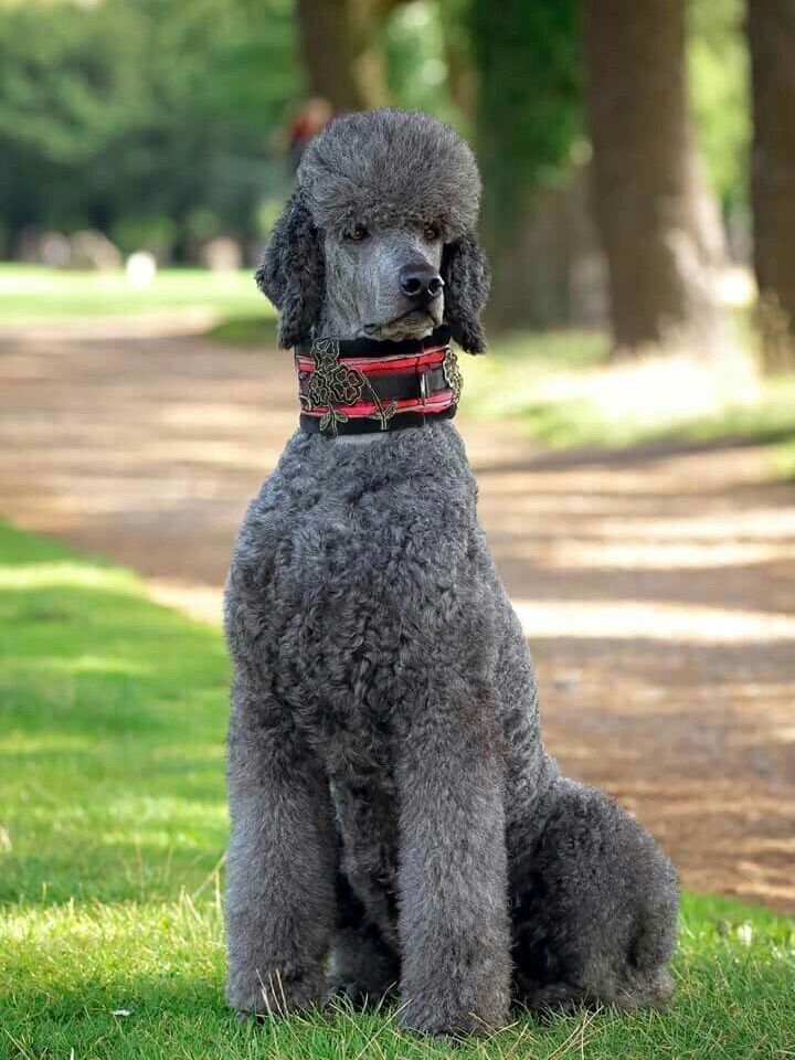 巨贵剃耳朵净脸的造型真的很好打理 干净