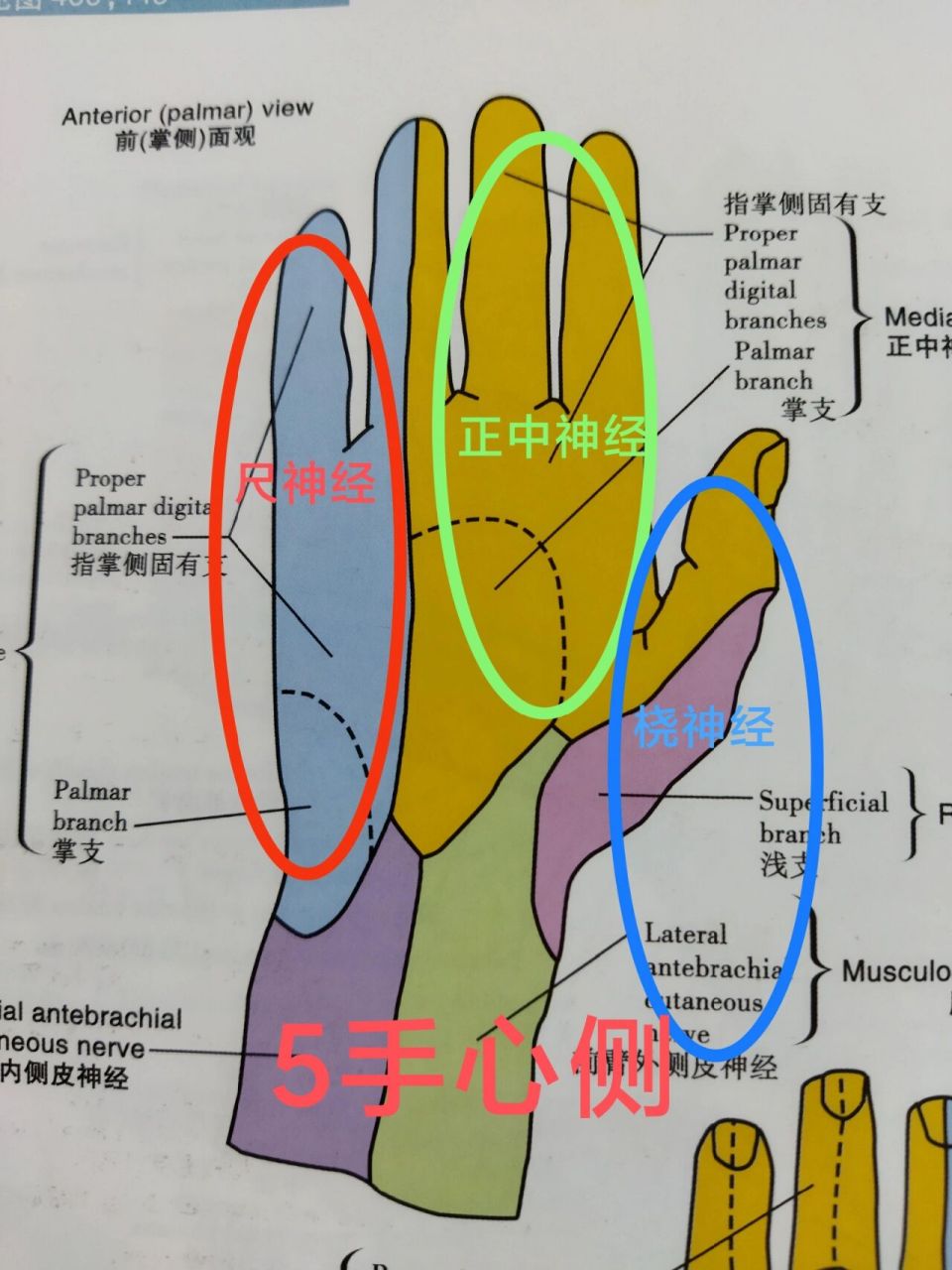 食指神经解剖图图片