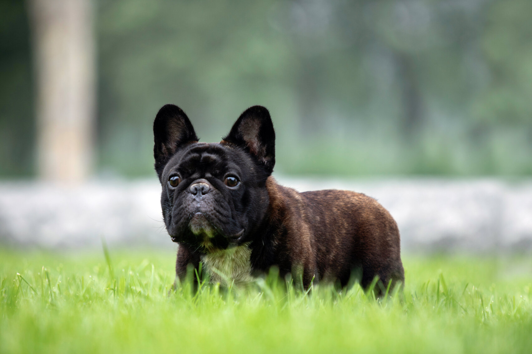 全球顶尖红虎斑法国斗牛犬超级种公展示