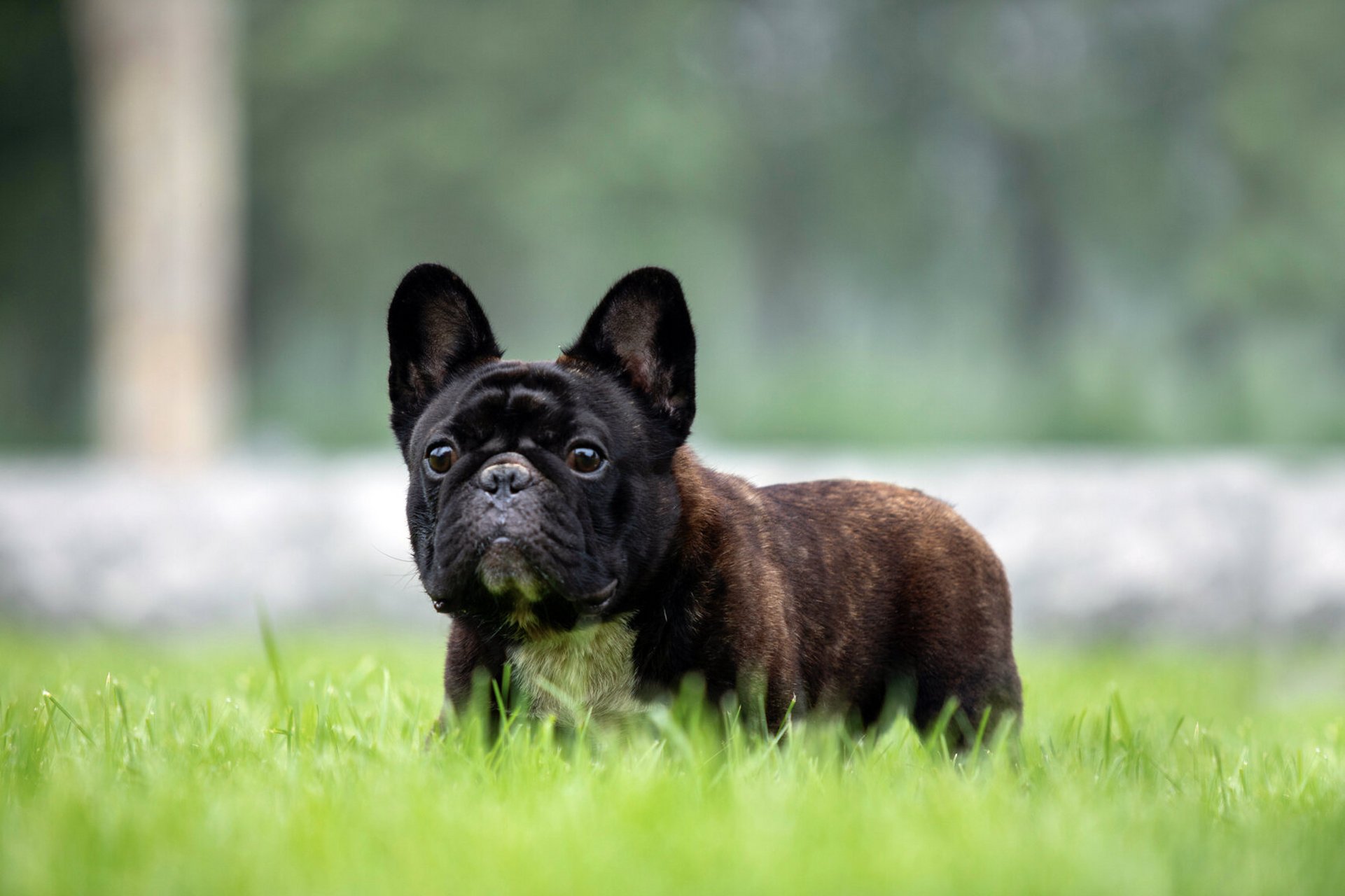 全球顶尖红虎斑法国斗牛犬超级种公展示 纯血虎斑法国斗牛犬
