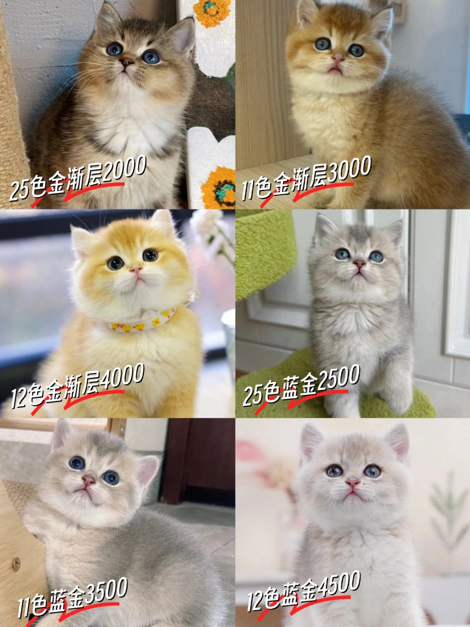 上海猫舍英短金渐层蓝金渐层各个色号价格 上海猫舍推荐 英短渐层猫