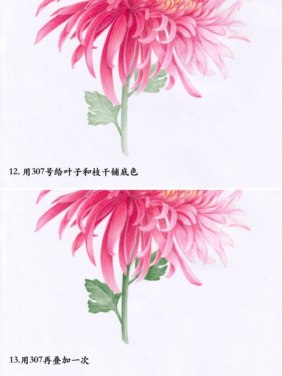 彩铅画|菊花(附步骤图 临摹网络水彩画画画的时候想起《父母爱情》里