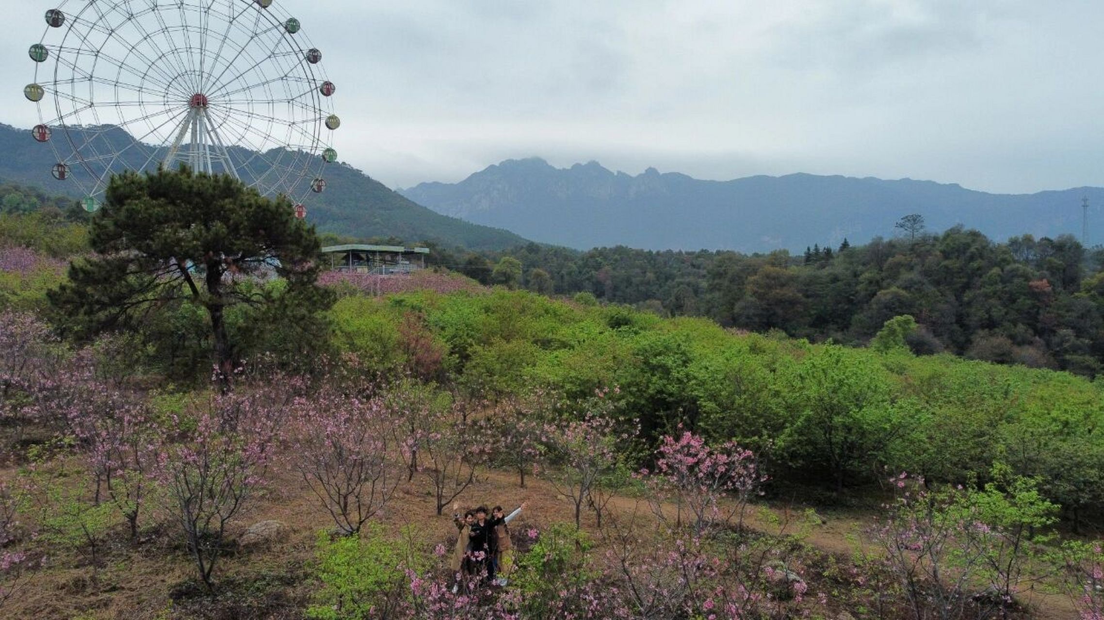 清远赏花好去处,你知道几个 春季看水浪花谷千亩李花,山塘黄花风铃木