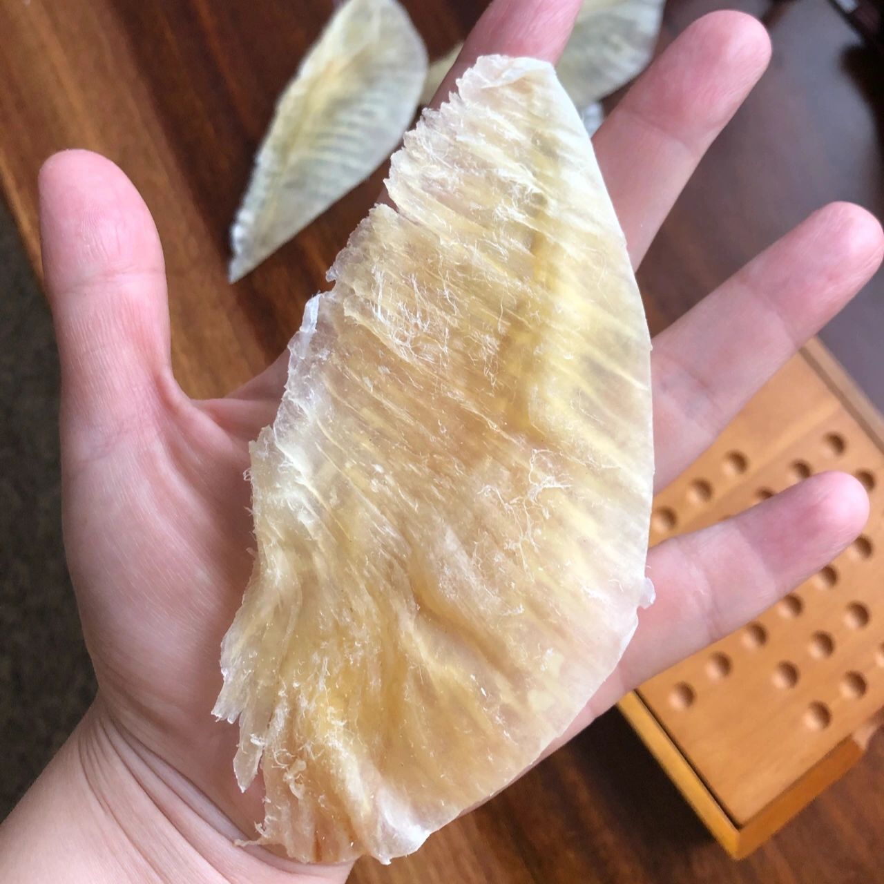 实惠鱼翅边的泡发 这个特大鱼翅边,是一千多块钱的22寸以上的牙拣翅上