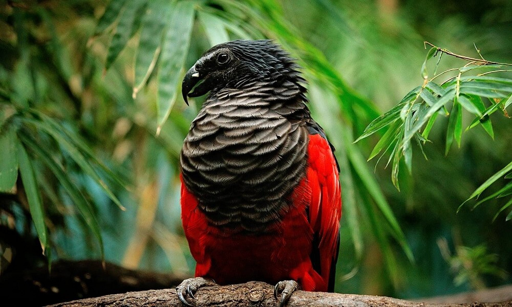 鹦鹉界吸血鬼:德古拉鹦鹉 这是生活在新几内亚岛上的派斯奎特氏鹦鹉