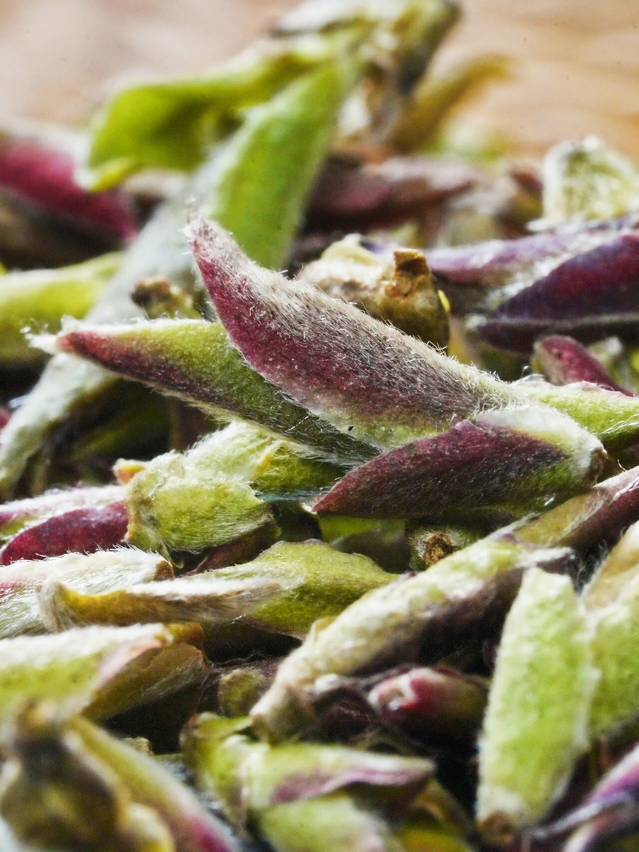 细说云南野生芽苞茶!