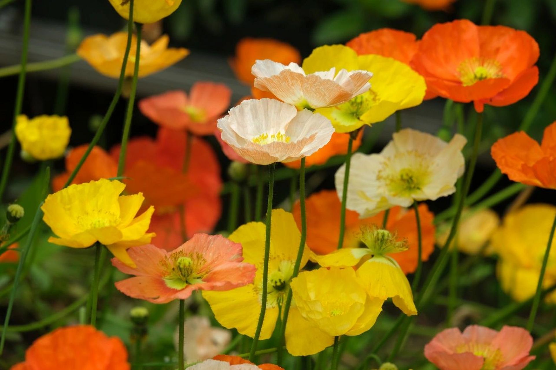 野罂粟花 俗称冰岛罂粟或冰岛虞美人,因为人类的培育而有了从白色到