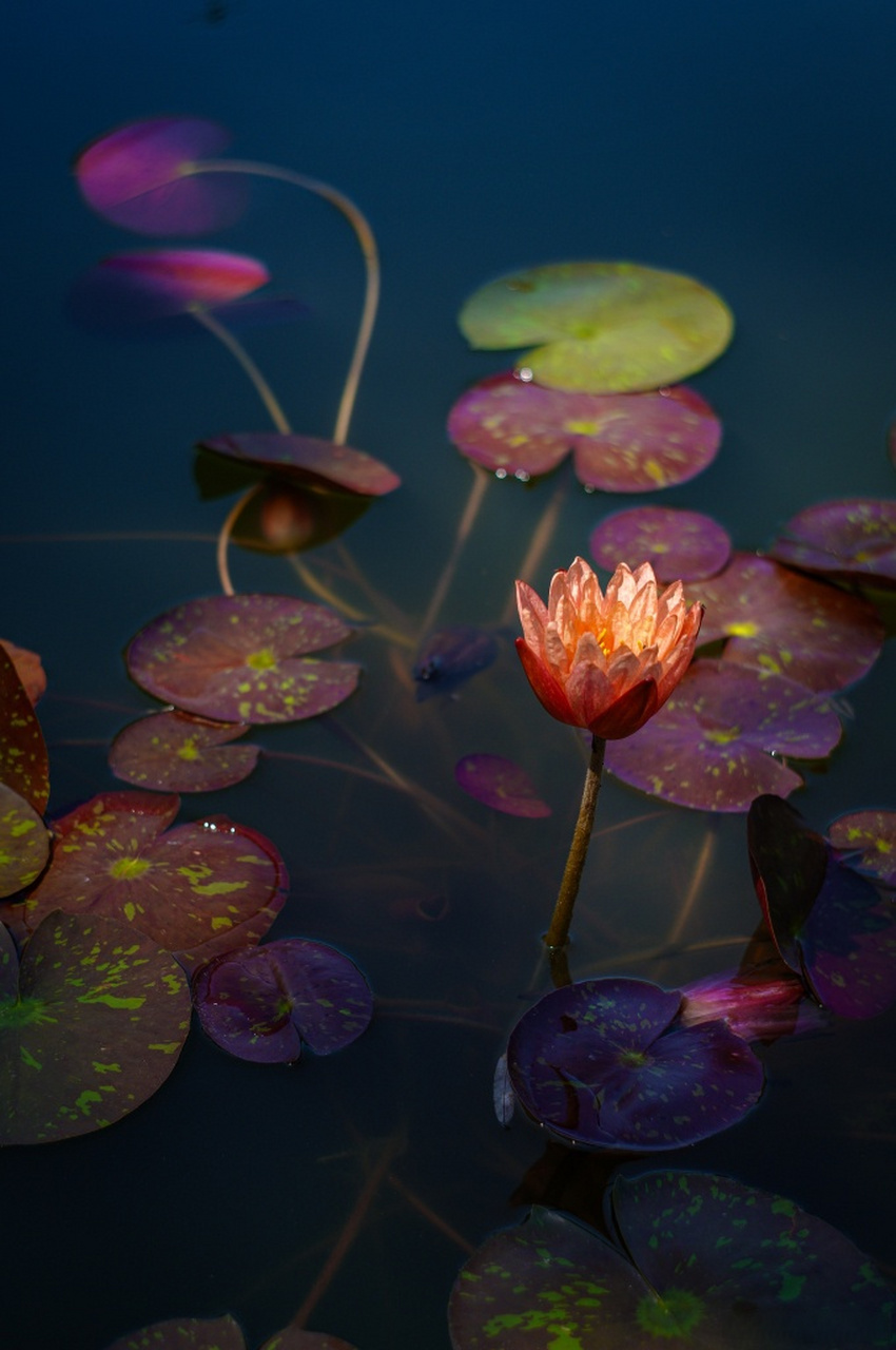 光影下的睡莲亭亭玉立如灯盏,氛围感十足.