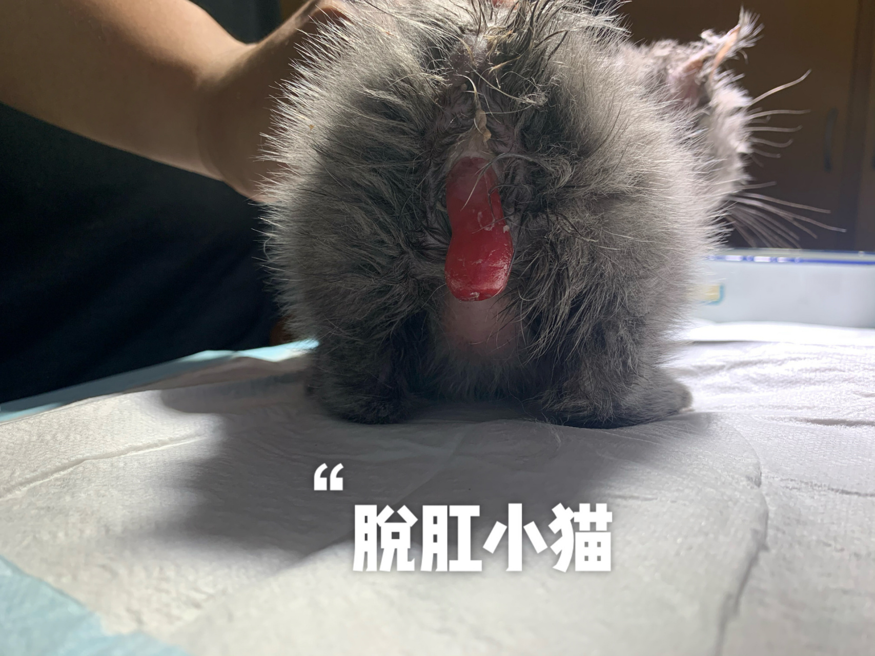 治疗脱肛的小猫咪 一只身体素质不太好的小猫,小小年纪买回来以后,主