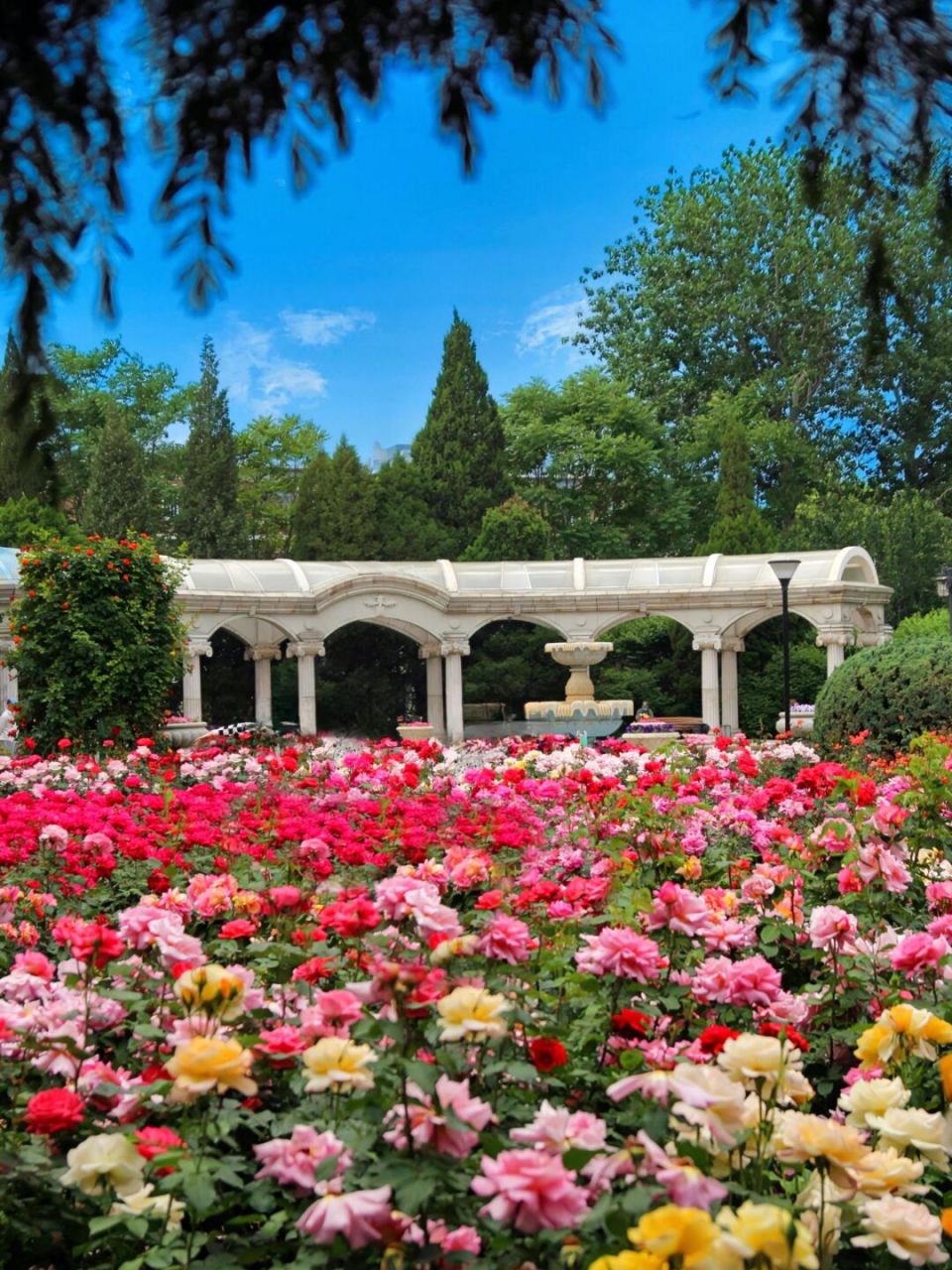 天津夏日莫奈花园!